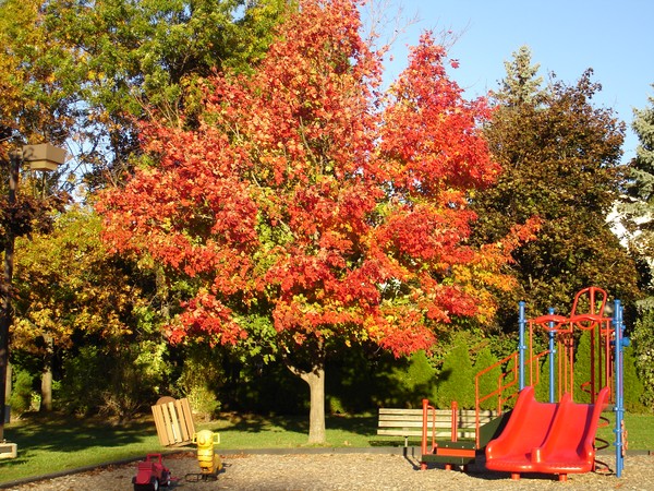 Autumn Play Ground