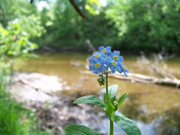 Blue River Flowers