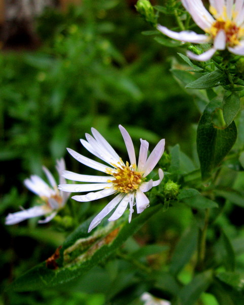 Little Daisy