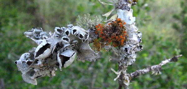 Lichen #1