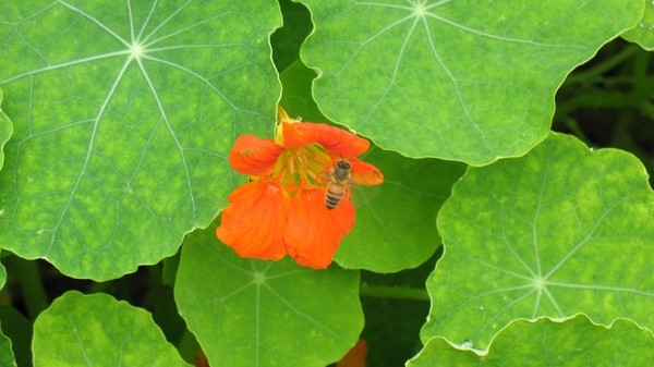 Lilly & Bee