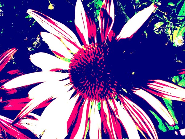 POP Flower