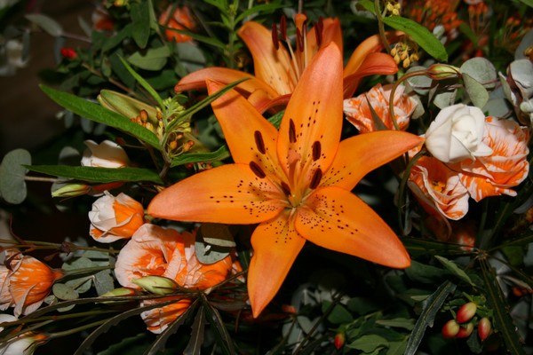 Orange Lily