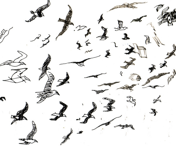 Seaguls