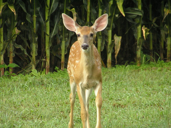 All Ears