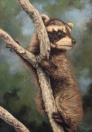 Baby Coon 1980's