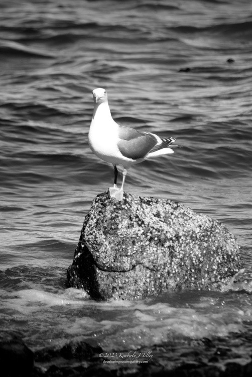 Herring Gull in the Pacific P6401
