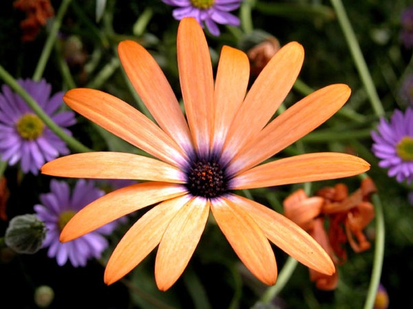 Joyful Orange