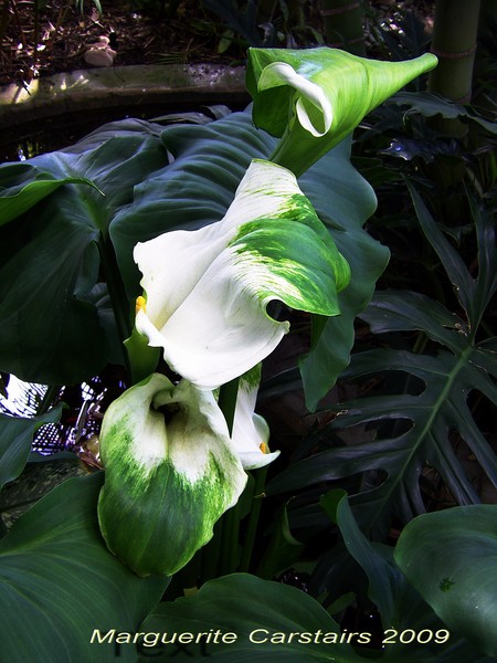 Arum LIly