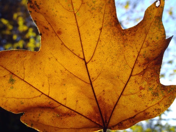 Single Leaf