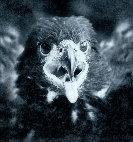 Very Young Eagle