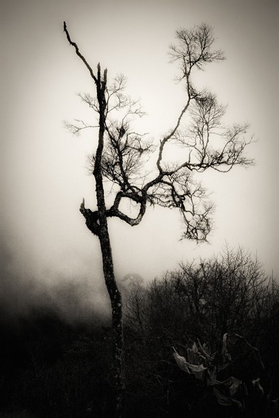 Tree In Fog