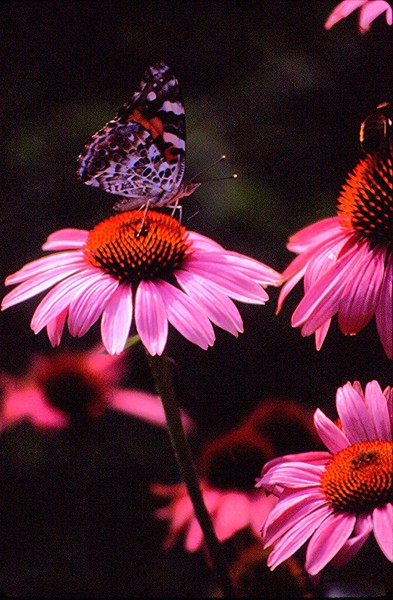 BUTTERFLY ON CONEFLOWER
