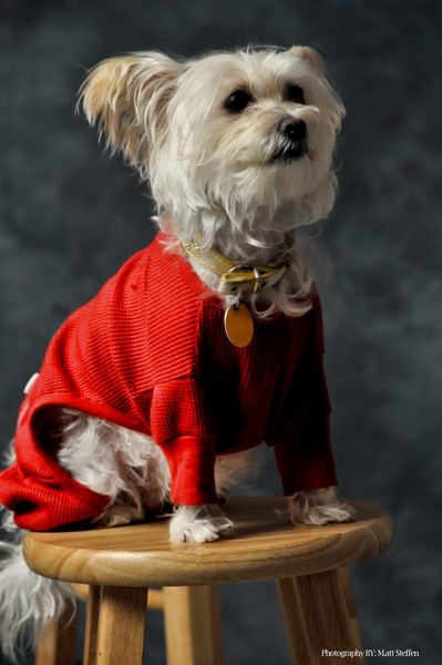  Dog Portrait