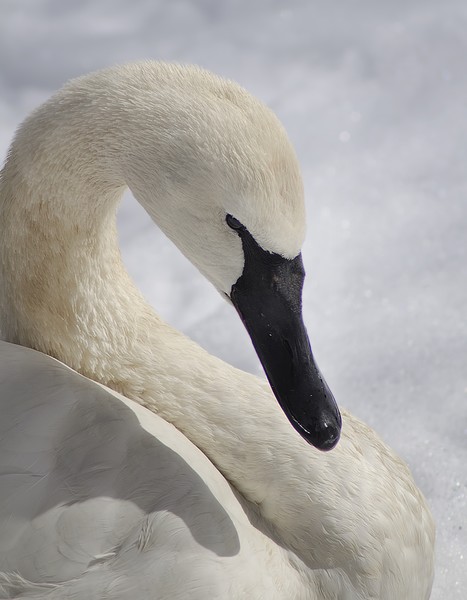 Swan