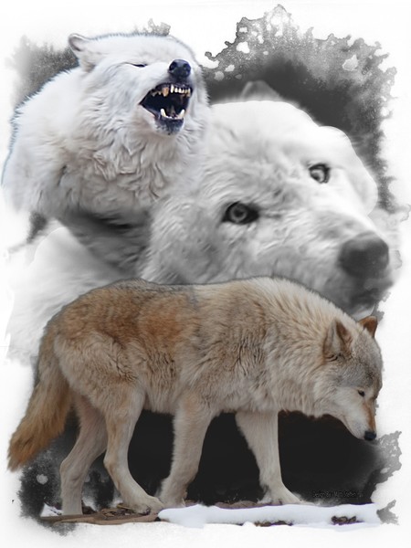 Wolf
