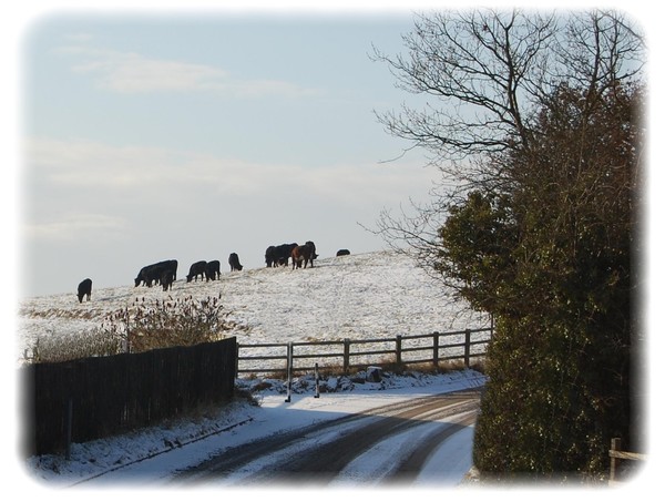 A wintery lane