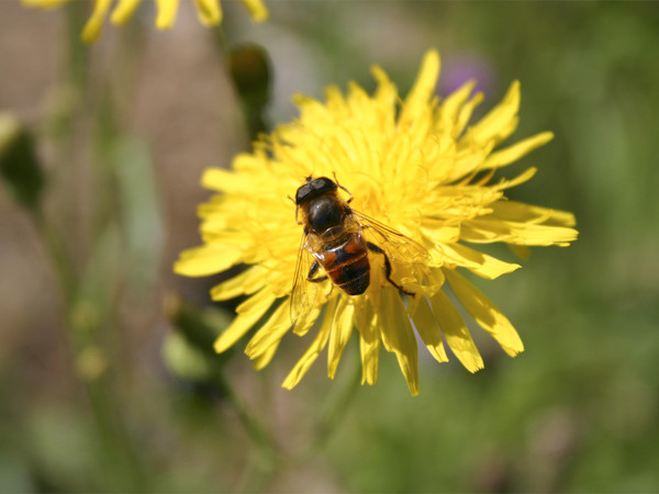 Bee on a Flower