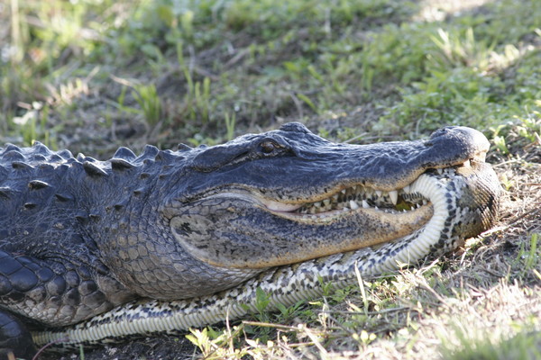 Python dinner.