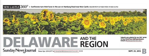71st News Journal Panorama-Sunflowers