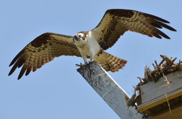 Osprey