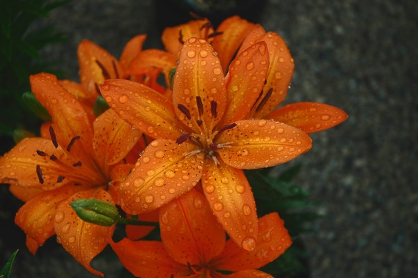Orange Tiger Lily
