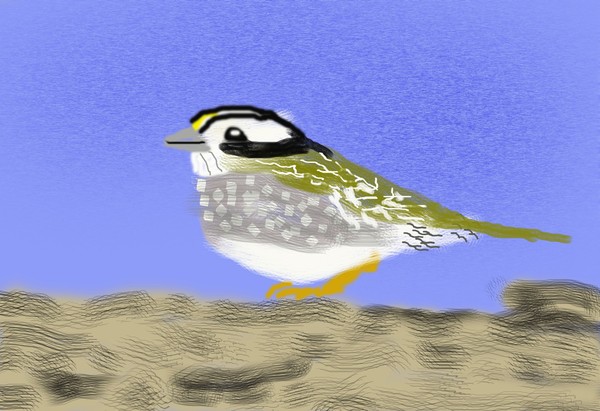 O500 White Throated Sparrow