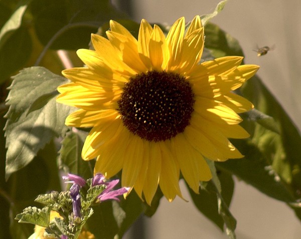 Sunflower