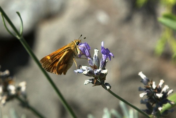 Garden Moth