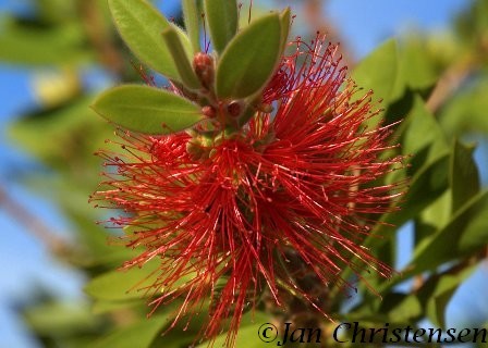 Bottle Brush