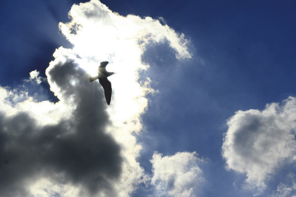 Backlit Gull