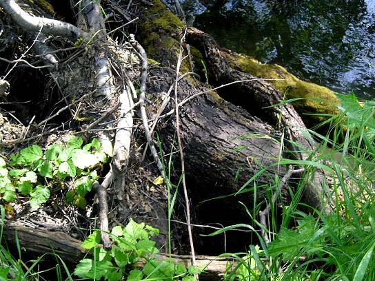 TREE ROOTS