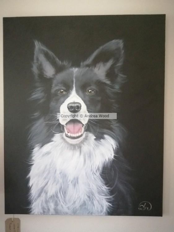 Boarder Collie 