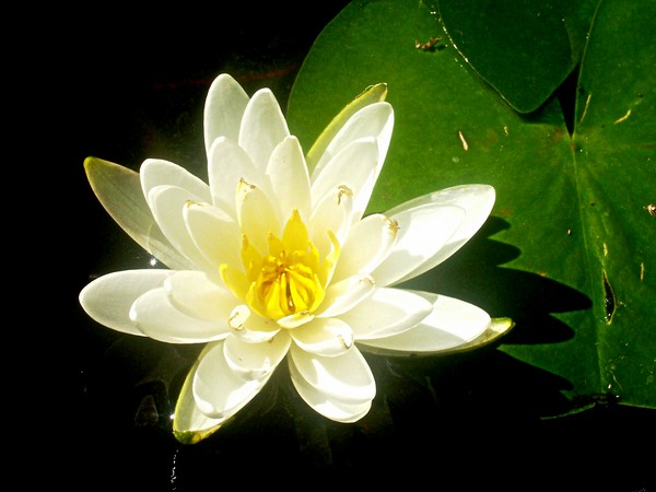 First Waterlily of the Summer