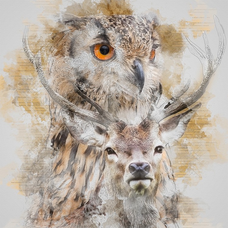 -1owl and deer