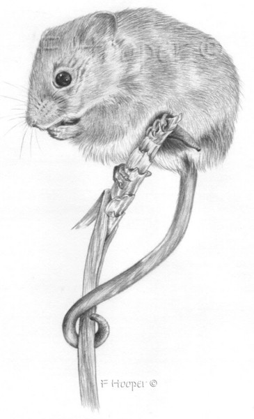 Harvest Mouse