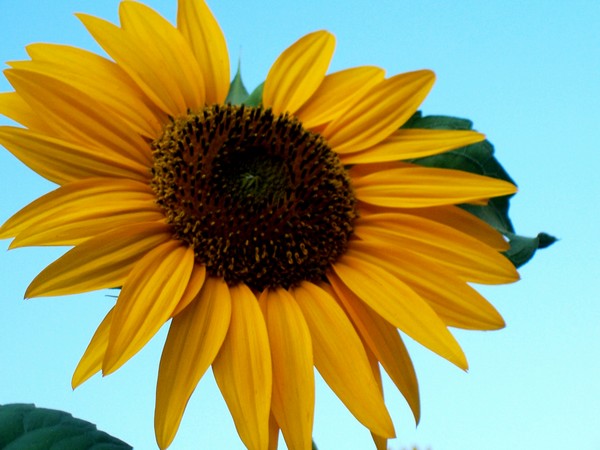 He love me....He loves me not...