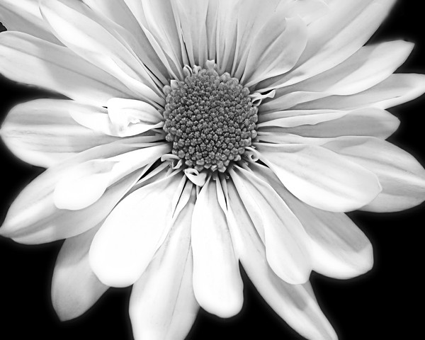 Flower From The Front