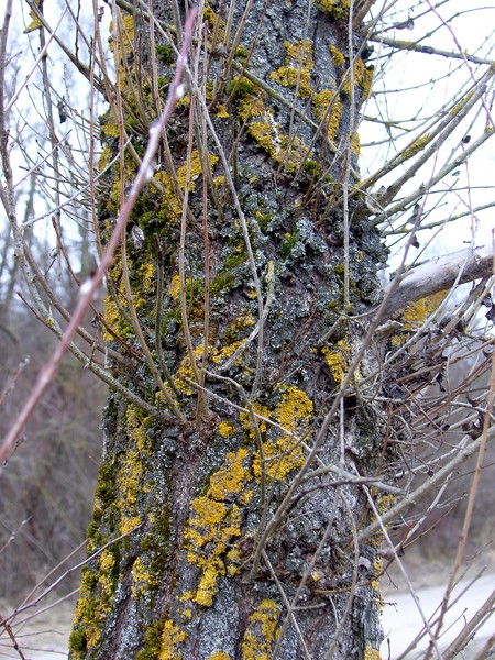 Green Tree with some more on it