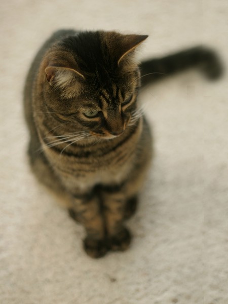 Meow
