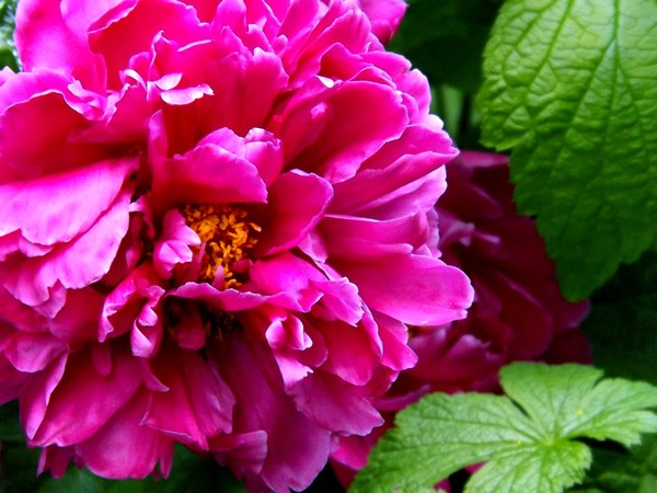 Pivoine (One)