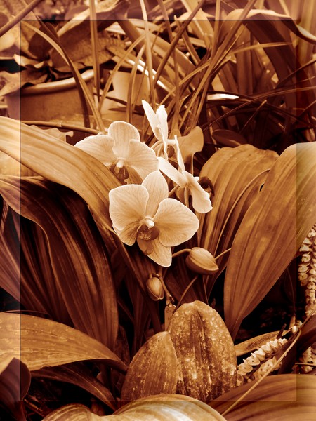 Sepia Toned Orchids (Two)
