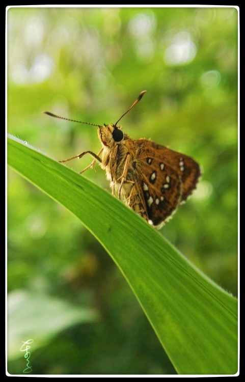 A Butterfly Or Moth?