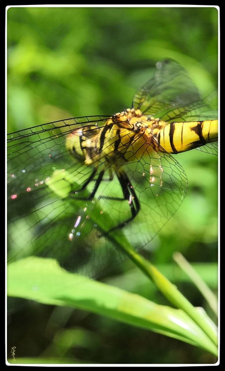 Portrait of Dragonfly