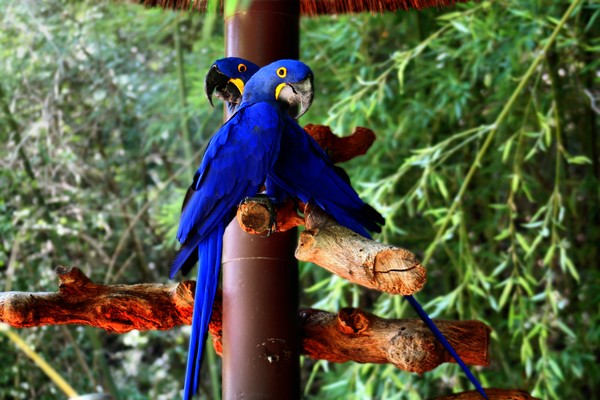 Parrots