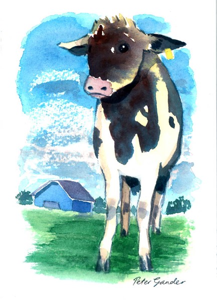 calf