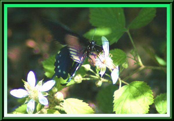 Black Butterfly