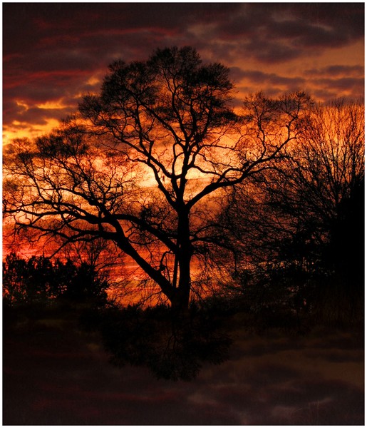 oak II