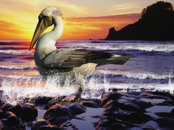 Pelican Tide