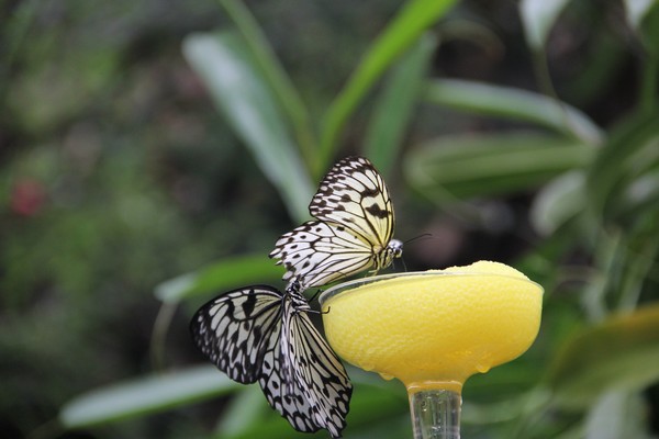 Rice Paper Butterfly pair
